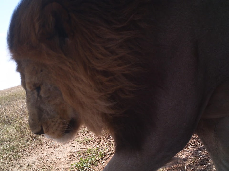 Profil eines Löwen