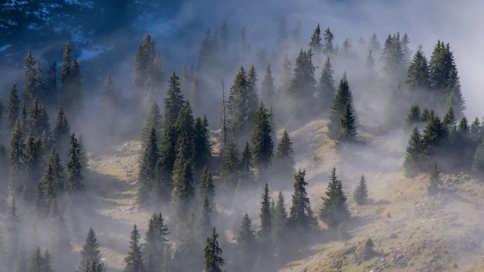 Mystisch ziehen die Nebelschwaden durch die Tannen an der Nebelgrenze.