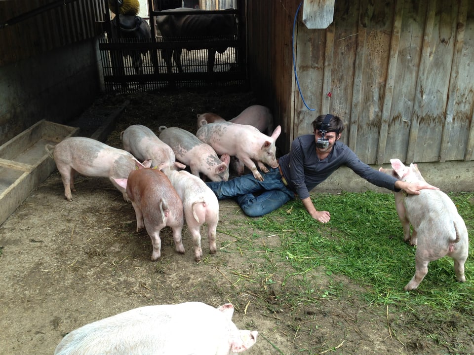 Die Schweine freuen sich sichtlich ab dem etwas sonderbaren Besuch.