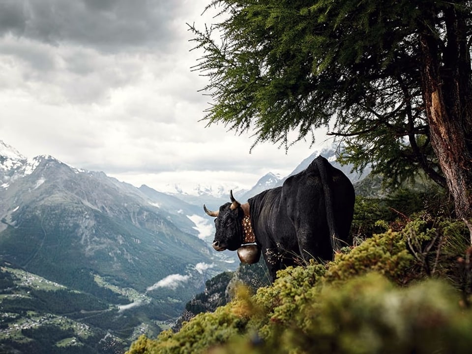 Schwarzes Rind vor Alpenlandschaft.