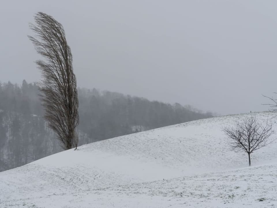 Schneebedeckte Wiese mit einem Baum im Wind