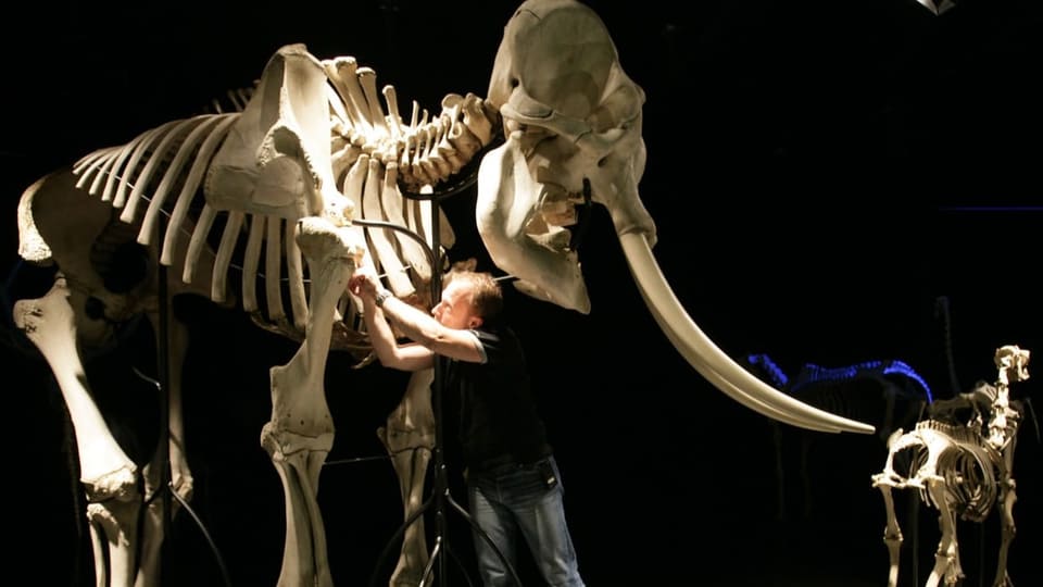 Das Skelett eines Elefanten wird in einem Raum aufgebaut.
