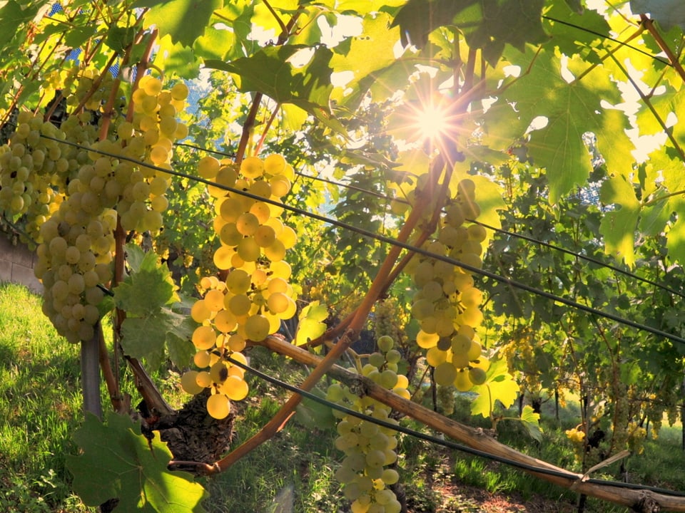 Die Sonne schimmert durch eine Weinlaube. Die Trauben leuchten gelb.