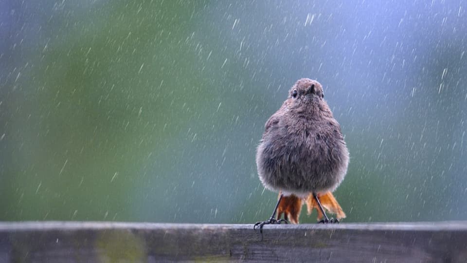 Ein Vogel im Regen