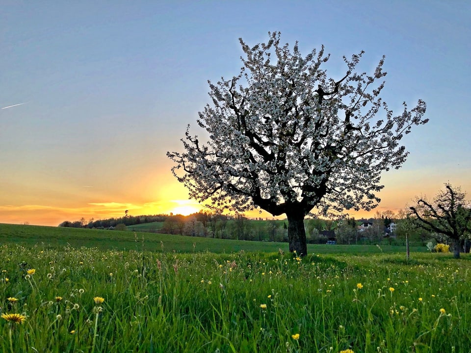 Blühender Kirschbaum auf einer bunten Wiese. Im Hiintergrund Sonnenuntergang.