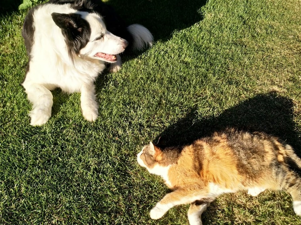 Hund und Katze räkeln sich an der Sonne. 