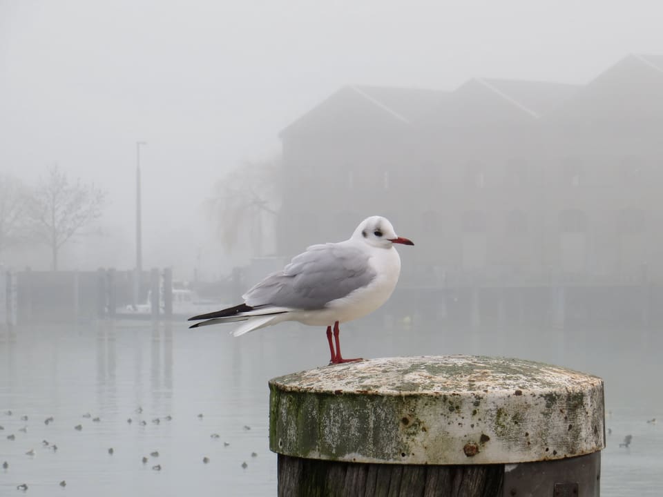 Eine Möwe sitzt am Bodensee im dichten Nebel.