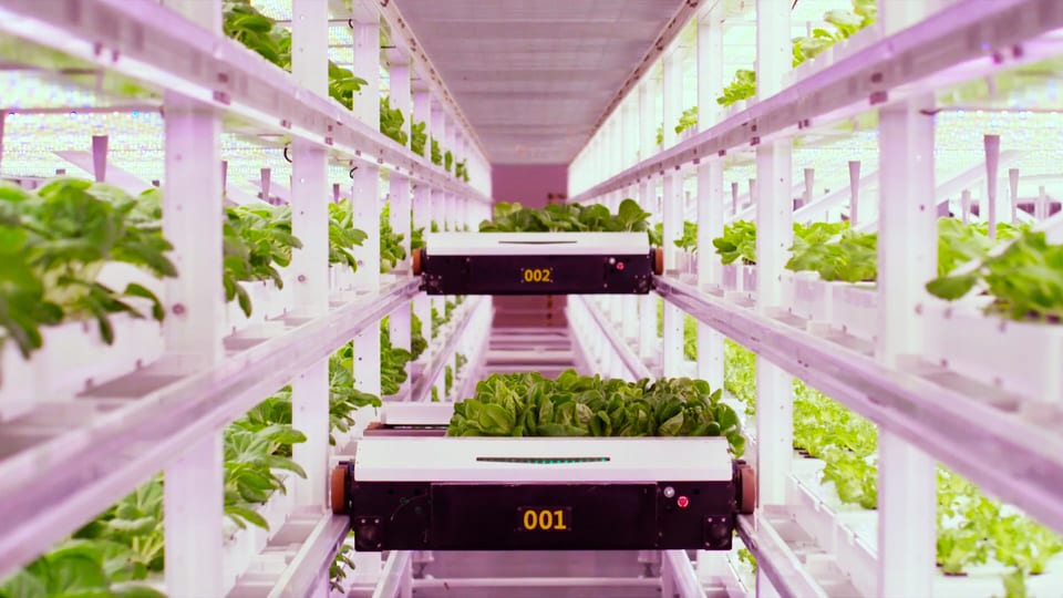 The picture shows a variant of vertical farming.