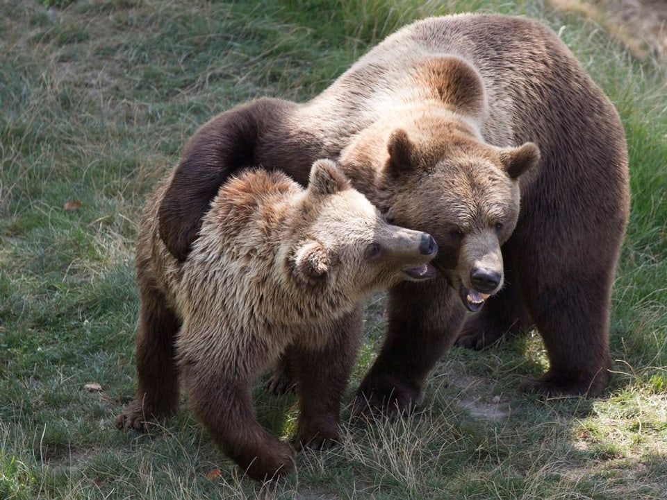 Ein junger und ein ausgewachsener Bär im Berner Bärenpark.