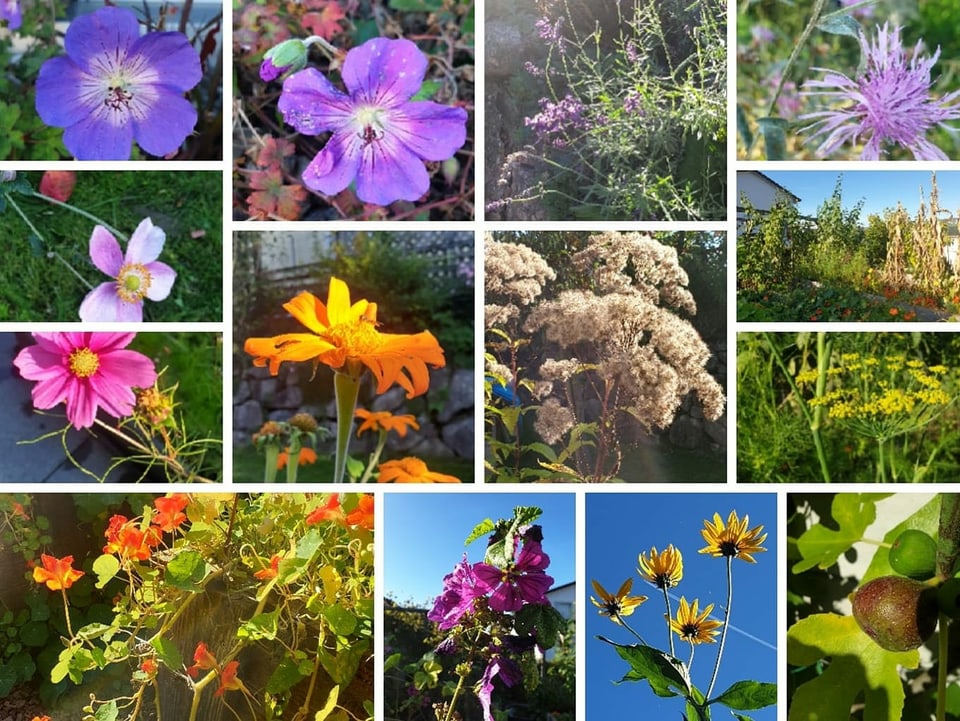 Collage mit verschiedenen Blumen.