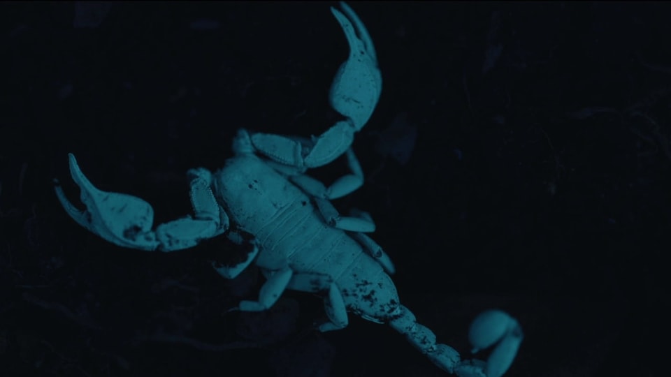 Bild eines Skorpions. Dieses leuchtet, da es mit UV-Licht bestrahlt wird.