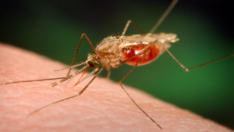 Der Schweizer Kampf gegen Malaria