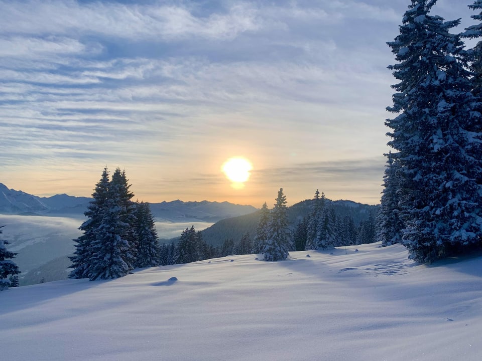 Landschaft mit Schnee und Tannen bei Sonnenuntergang
