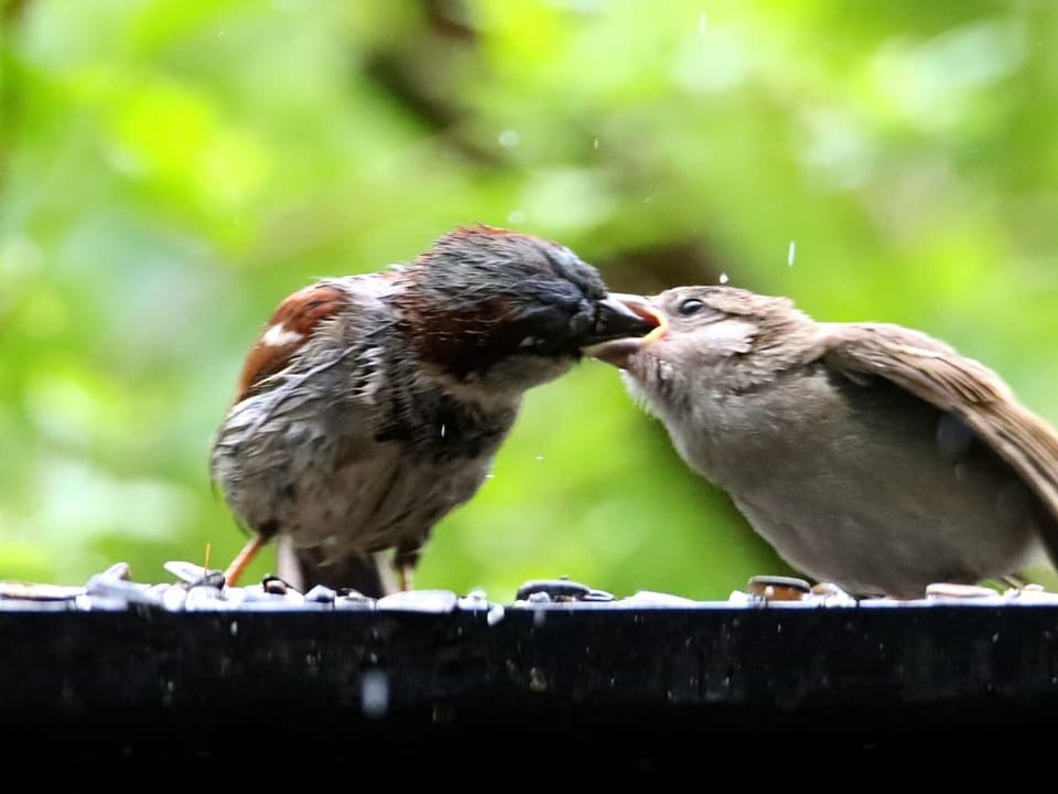 Ein Jungvogel wird gefüttert.