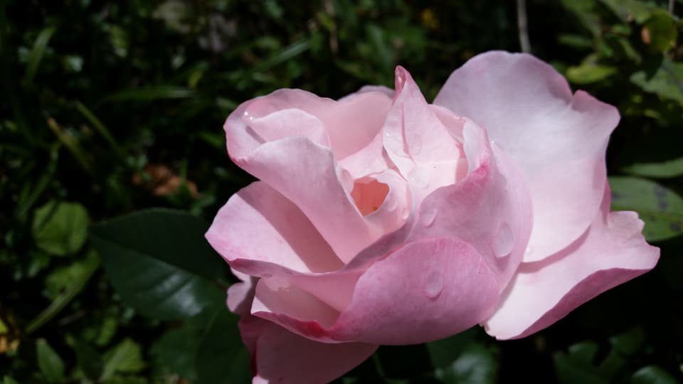 Rosa Rose vor komplementärem Grün.
