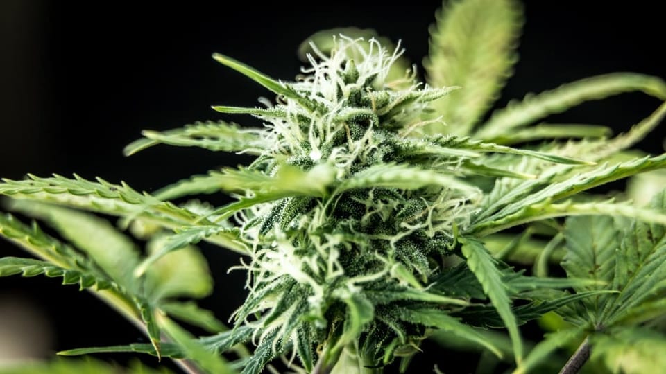 Cannabis in der Medizin:  Was können THC und CBD wirklich?
