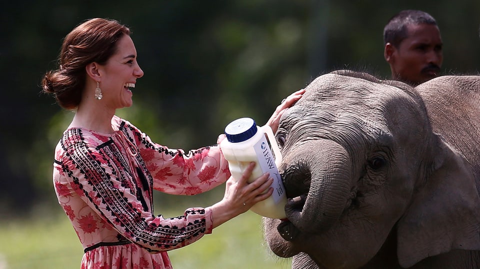 Kate füttert Elefanten mit Milchflasche.