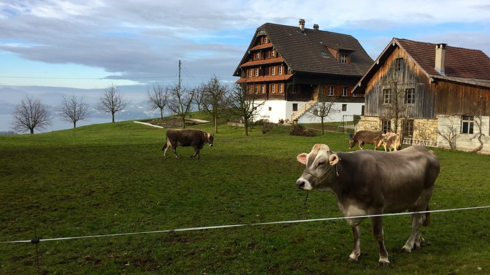 Kühe auf grüner Wiese. Sommeridylle am 24. Dezember.