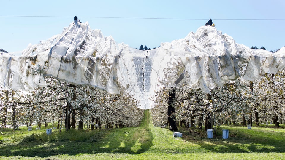 blühende Kirschbäume sind mit Hagelschutznetzen eingepackt