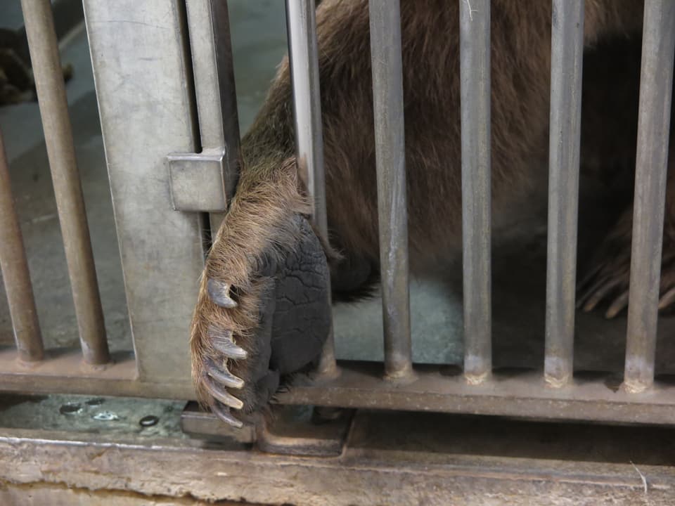 Zusammenleben im Tierpark - Wo sich Bär und Wolf gute Nacht sagen