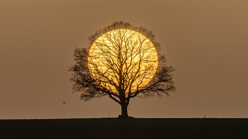Sonne geht am trüben Himmel direkt hinter Baum unter. 