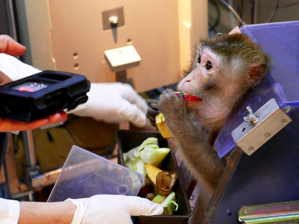 Ein Affe in einer violetten Kiste, der Äpfel isst.