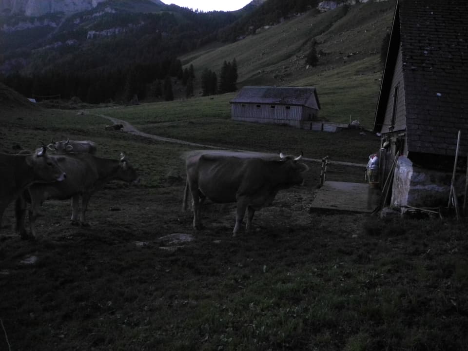 Kühe vor Stall bei Tagesanbruch.
