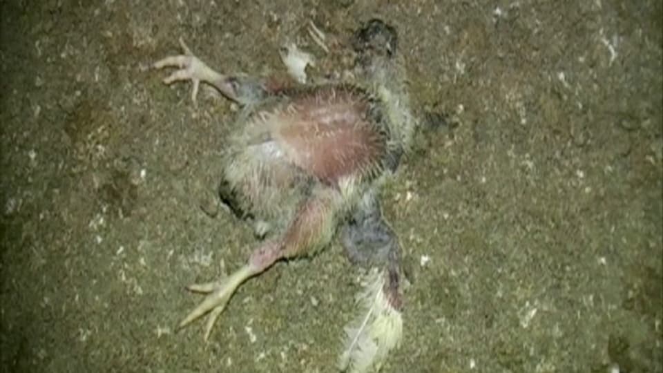Totes junges Huhn