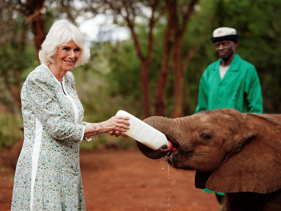 Queen Camilla füttert einen Babyelefanten und gibt ihm eine Flasche Milch.