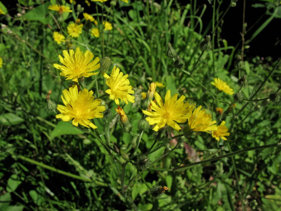 Eine gelbe Pippau-Blüte