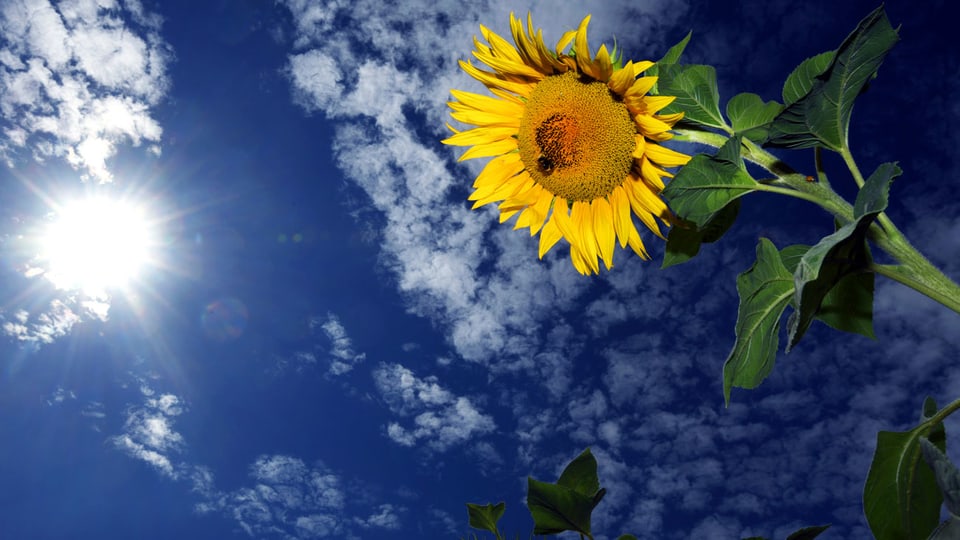 Sonnenblume mit Sonne im Hintergrund