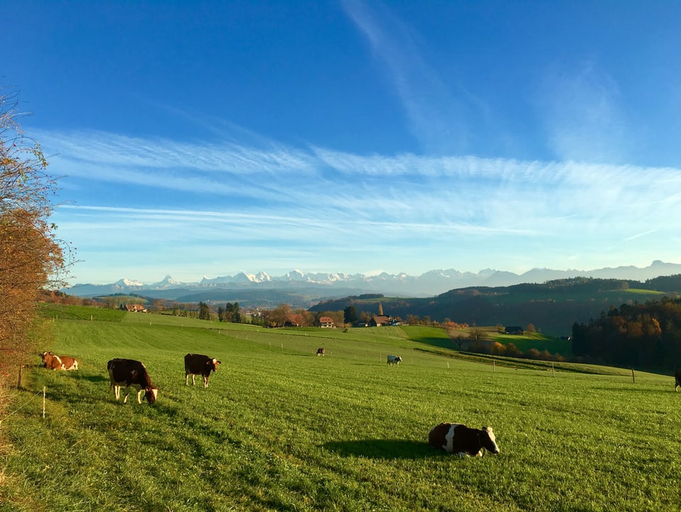 Panorama mit Berner Alpen und Kühen.