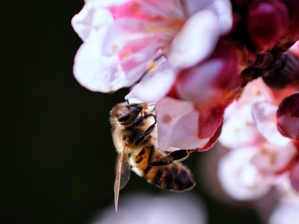 Eine Biene an den Blüten.
