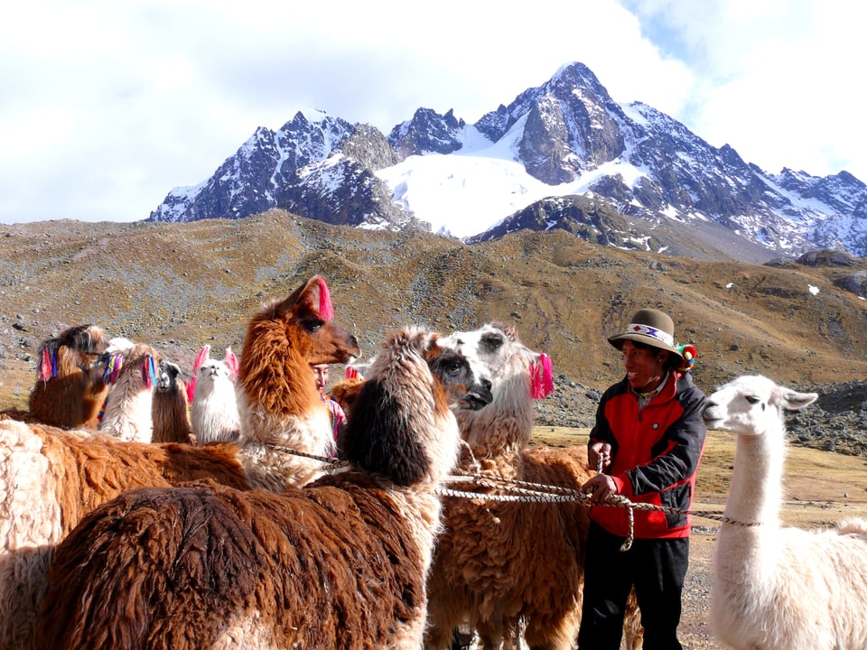 Vor einem Bergmassiv steht ein Hirte mit einer Gruppe Lamas und Alpakas.