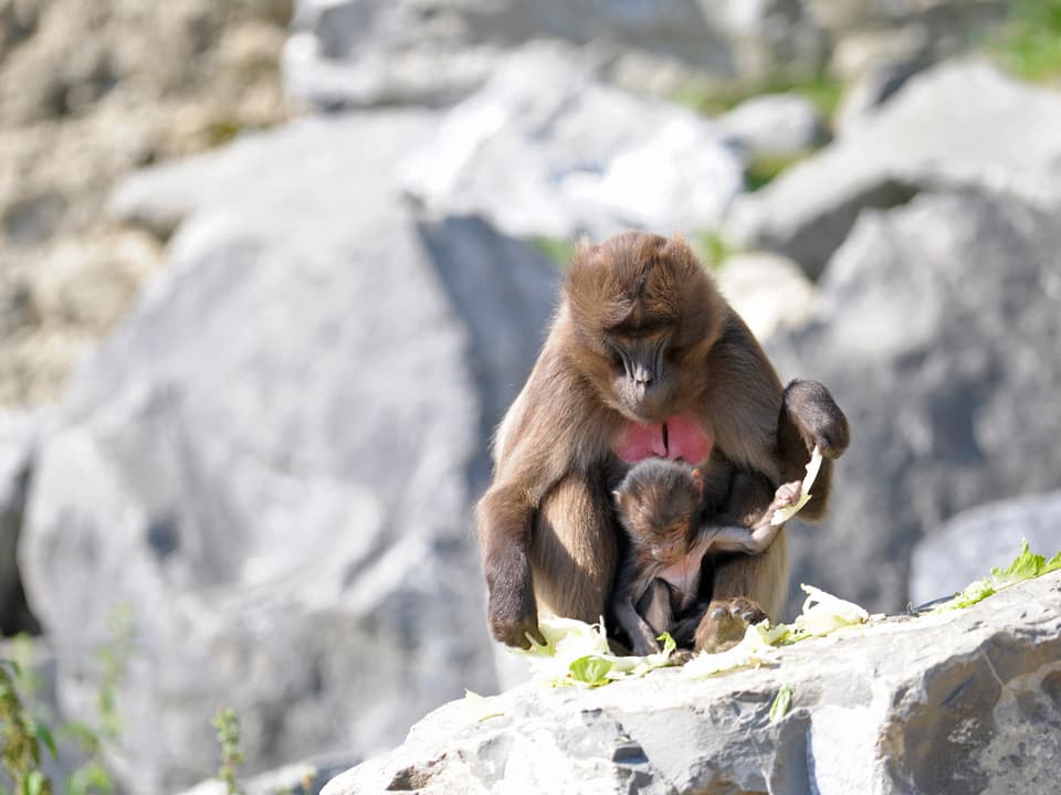 Eine Affenmutter sitzt mit ihrem Jungen auf einem Felsen.