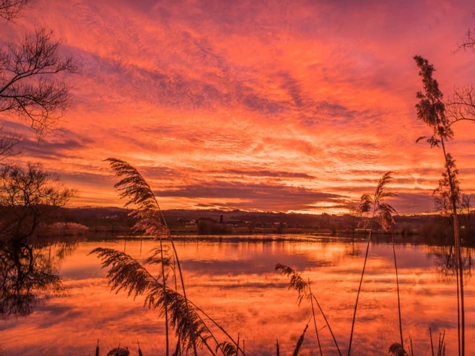 View over a body of water with reeds to a blazing evening sky being reflected. 