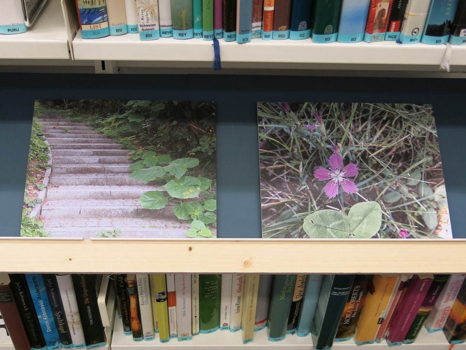 Die Fotos der Wildpflanzen in der Ausleihe der Kornhausbibliothek.
