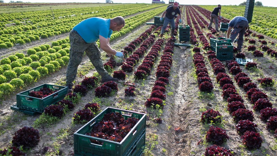 Arbeiter ernten auf einem Feld biologische angebauten Salat und füllen ihn in Kisten ab