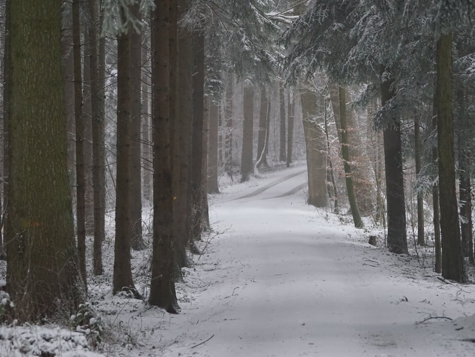 Ein schneebedeckter Weg in einem Wald.