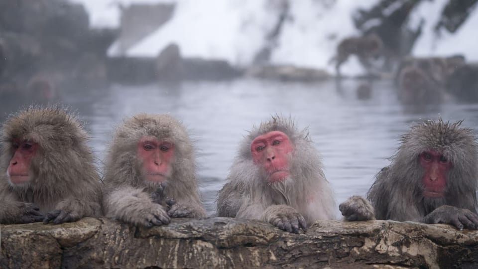 Japanmakaken baden in heissen Quellen im Jigokudani Affenpark