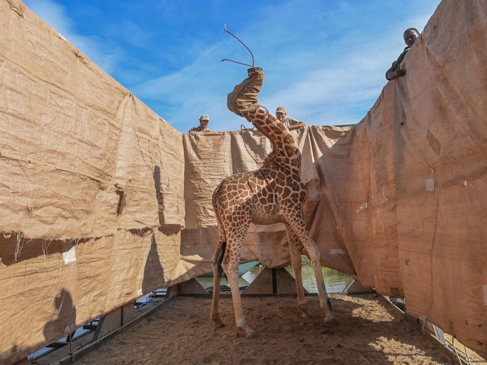 Männer beim Beobachten einer Giraffe.