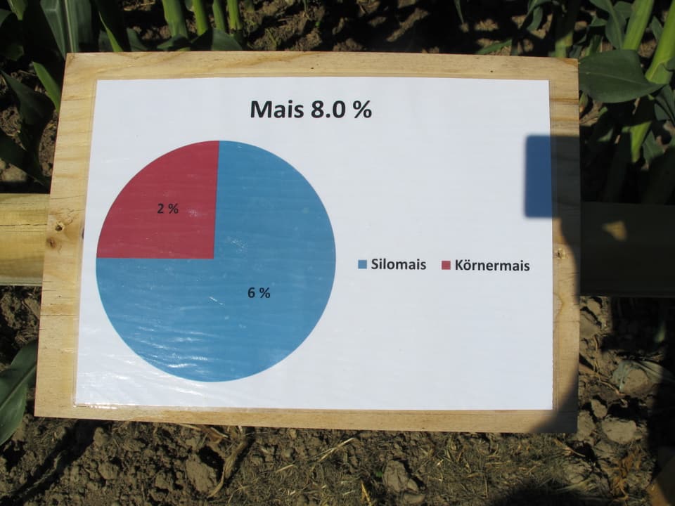 Schild mit Erklärungen zum Thema Mais.