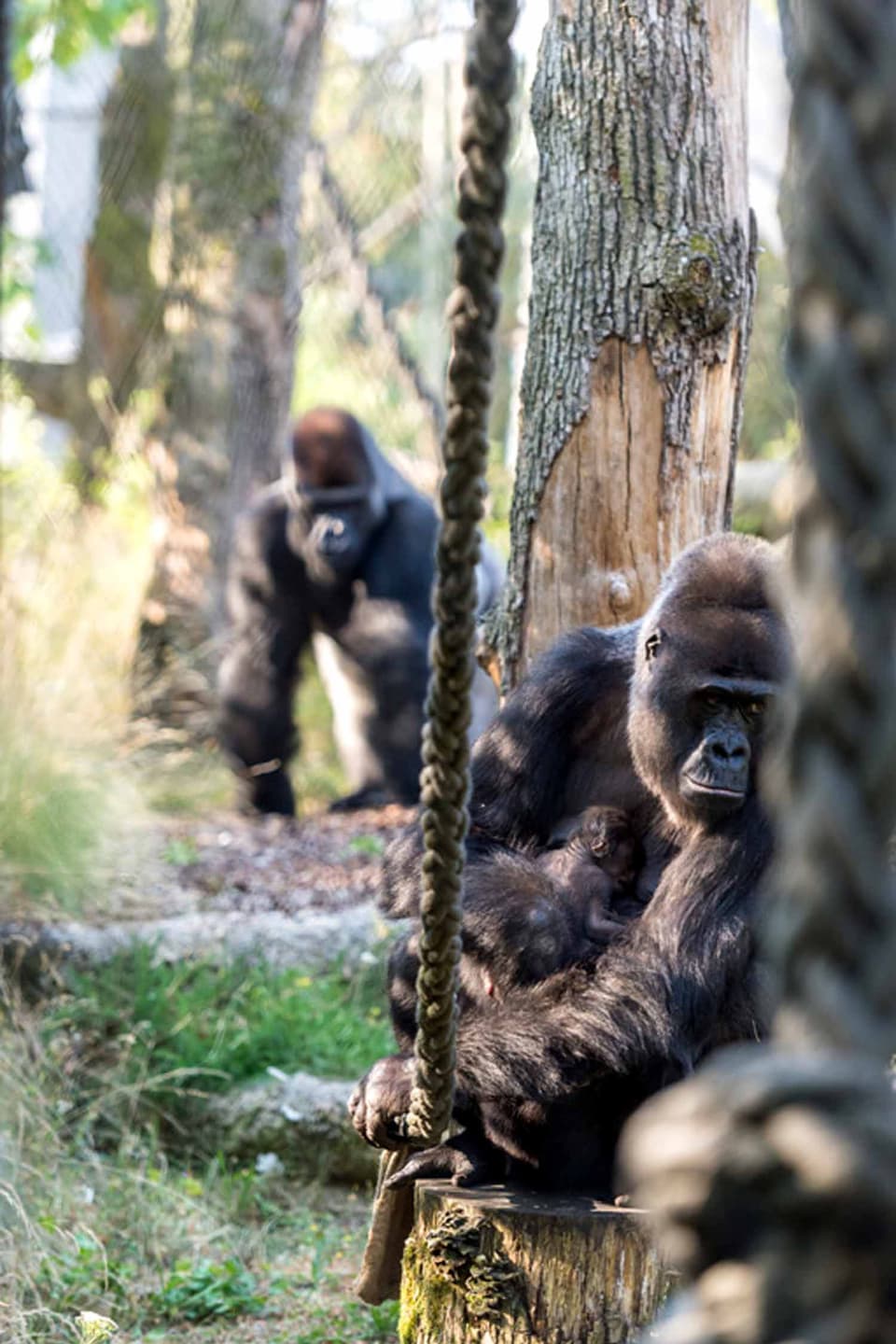Die Gorillamutter hält ihr Junges.
