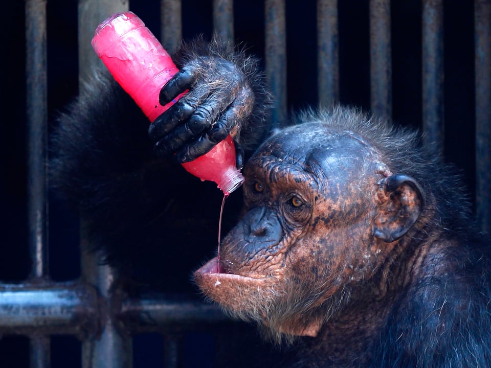 Ein kleiner, zerzauster Schimpanse giesst sich rotes Beereneis aus der Flasche auf die geschürzte Unterlippe.