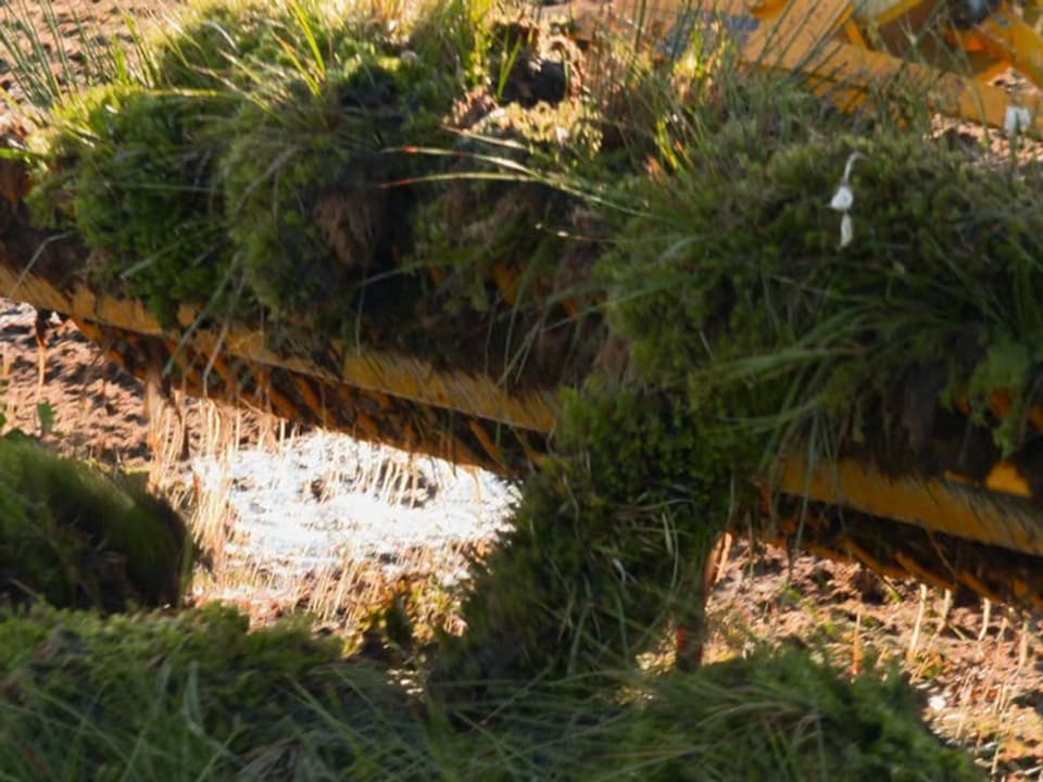 Baggerschaufel trägt oberste Moosschicht aus nassem Untergrund ab
