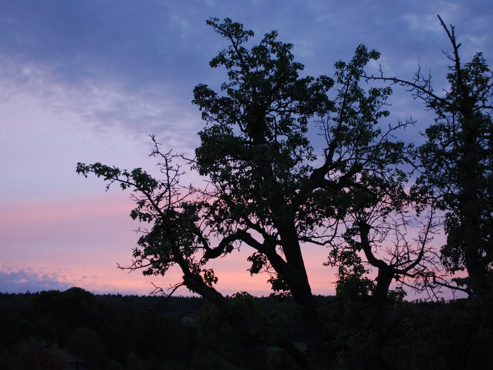 Der Abendhimmel leuchtet rosa, die Bäume im Vordergrund zeichnen sich dunkel ab. 