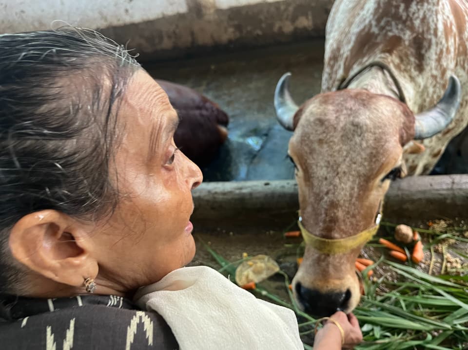Ältere Frau schaut eine Kuh an, die neben ihr frisst.