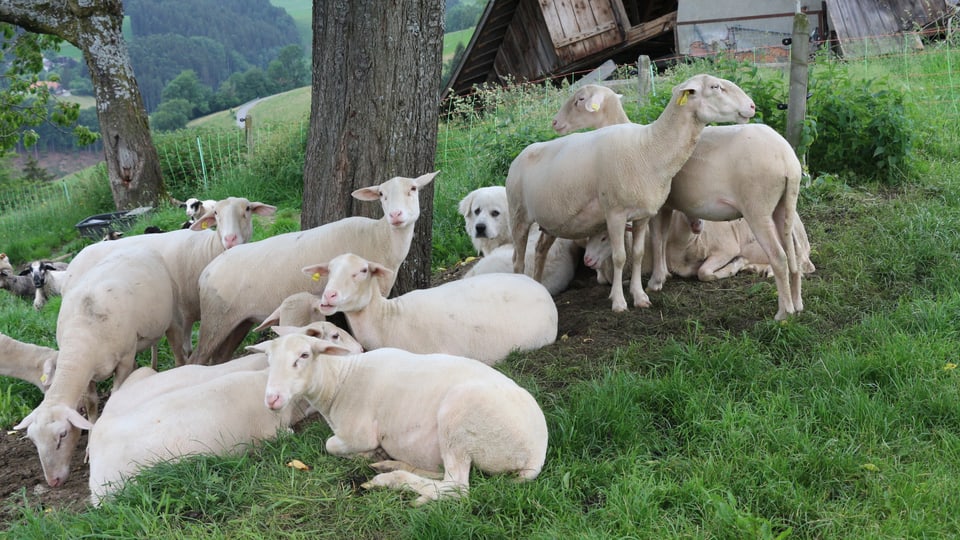 Ein Herdenschutzhund liegt inmitten einer Schafherde.