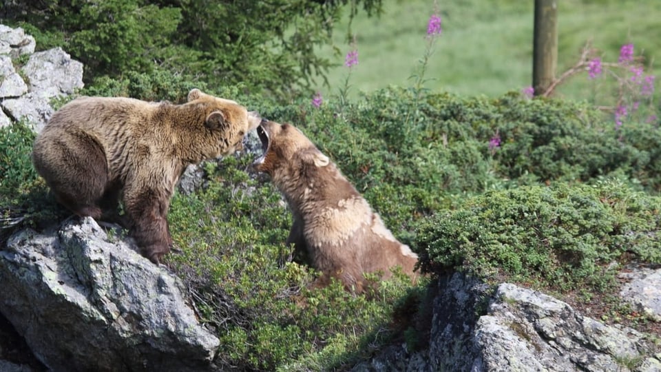 Zwei Bären stehen auf einer Wiese im Bärenland und beschnuppern sich. 