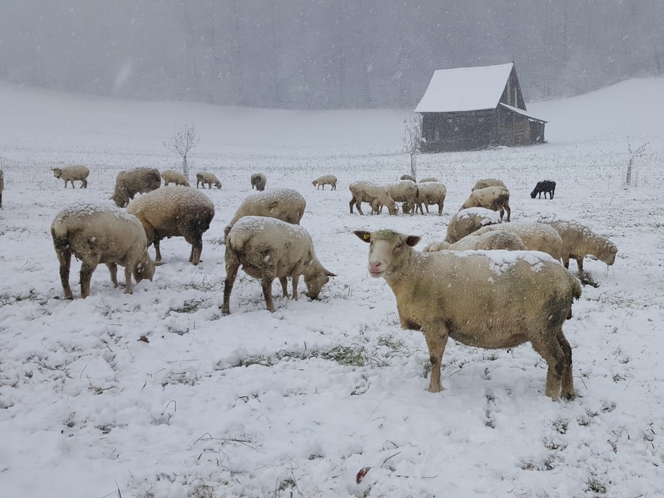 Schafe stehen in einer verschneiten Wiese und suchen Futter. Es ist grau und schneit weiter. 